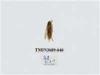 藏品(蜚蠊(2))的圖片